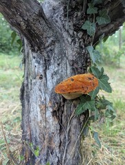 Mushroom © Dragana