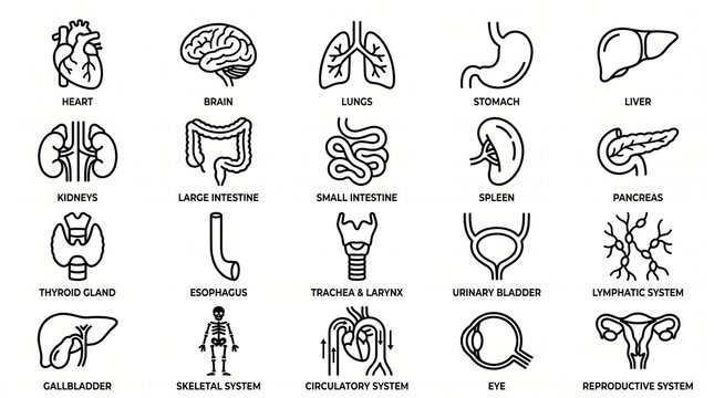 Set of human internal organ line art icons on a white background