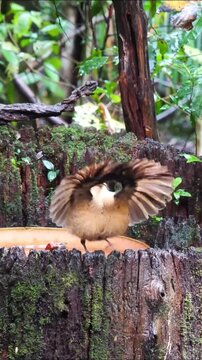 Charming Bird Sitting Peacefully in the Wild