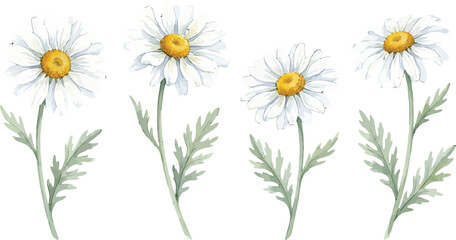 Fototapeta premium Watercolor illustration of four white daisy flowers with green leaves isolated on a white background