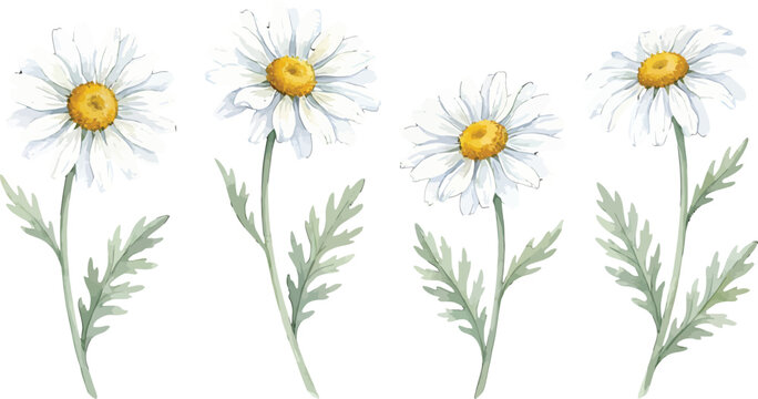 Watercolor illustration of four white daisy flowers with green leaves isolated on a white background
