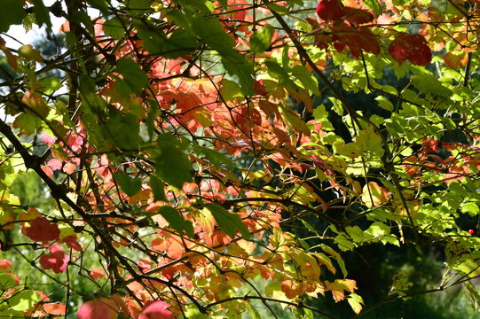 ein Hauch von Herbst