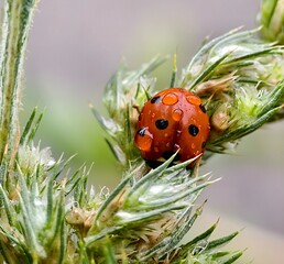 Close-up macro photo of a red ladybug covered with water droplets on a green spiky plant  © Oksana  Sukhoverko 