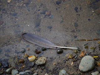A bird feather lies along a clear rocky river shoreline © Cam