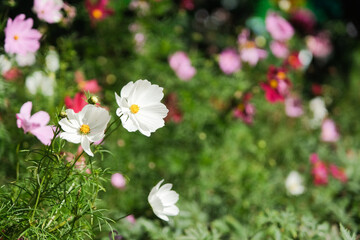 Fototapeta premium Cosmos flower blossom in garden