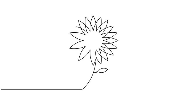 Modern blooming sunflower icon sign continuous one line drawing on white background minimalist single art ecological of stylized blossom and leaf agricultural symbol animation video