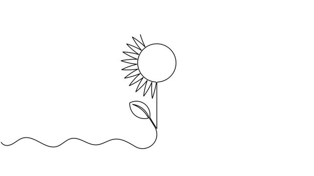 Modern blooming sunflower icon sign continuous one line drawing on white background minimalist single art ecological of stylized blossom and leaf agricultural symbol animation video