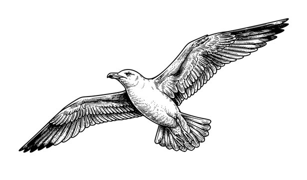 Flying Seagull Black and White Engraved Ink Wildlife Vector Illustration