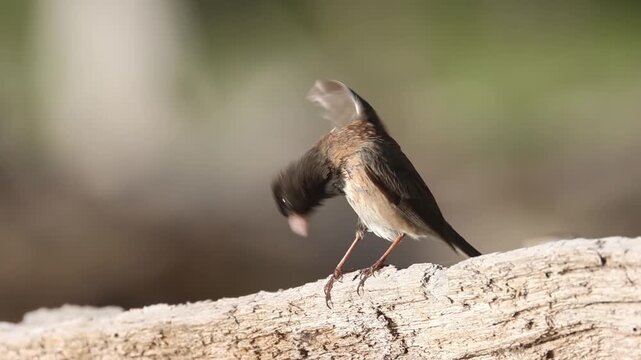 Dark-eyed junco (Junco hyemalis) preens on a weathered fallen log near McCoy Flat, Lassen County, California &mdash; slow motion close-up as wings spread during grooming