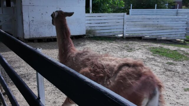 Llamas walk around a fenced area on a farm. High quality 4k footage