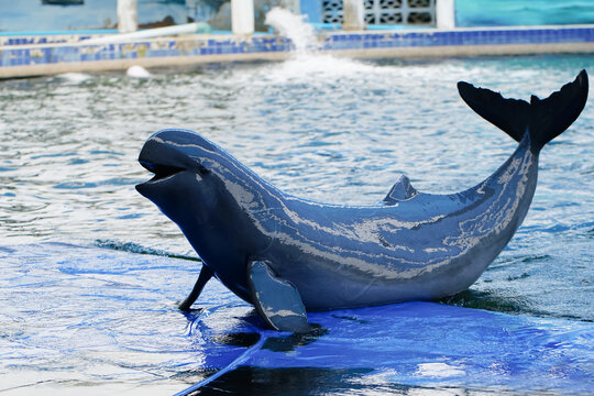 Finless porpoise (Neophocaena phocaenoides) dolphin in swimming pool