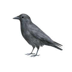 Obraz premium Black crow standing on plain white background with clean copy space for branding and design use
