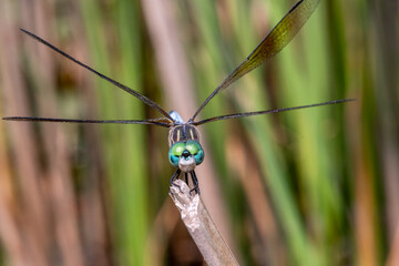Blue Dasher Dragonfly Perched on Branch Macro Close-Up © Stephen