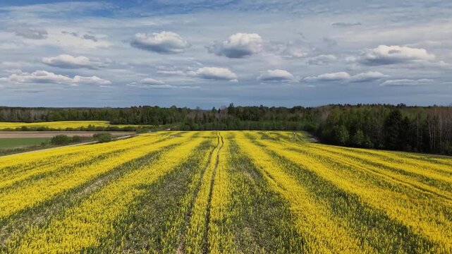 Drone flyover yellow flowering rapeseed field with tractor tire tracks