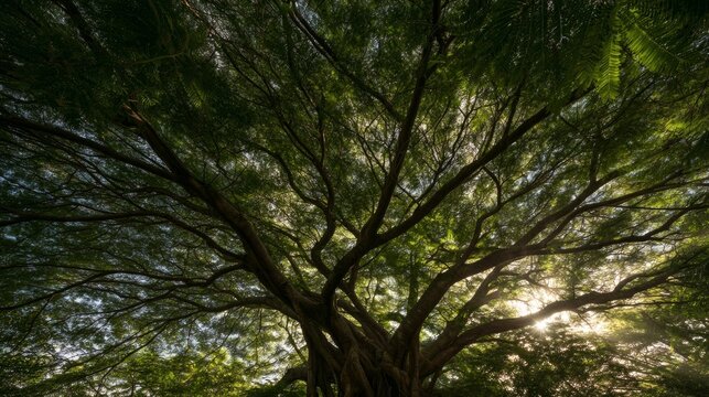 Close view of lush green tree canopy in the wild