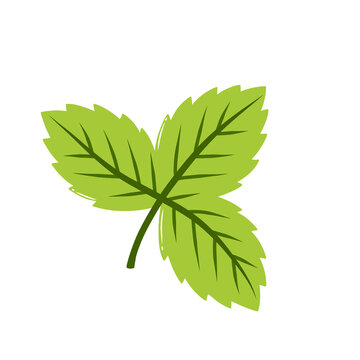 mint leaves three leaf bunch flat icon for tea herbal logo