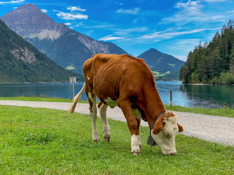 Kuh am Plansee, Heiterwanger See in &Ouml;sterreich