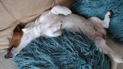 Sleeping dog resting comfortably on a cozy sofa at home. © jarizPJ