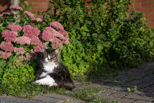 Cute tabby cat squinting in bright sunlight while relaxing beside pink flowers in garden with copy space