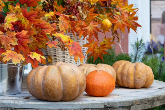 Pumpkins and colorful autumn leaves with wicker basket in outdoor festive decoration in daylight
