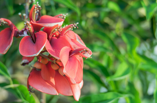 Cockspur Coral Tree Red Flower Close Up