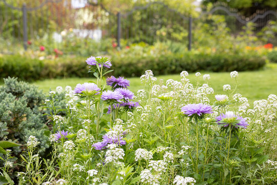 Purple and white flowers blooming in green garden in daylight