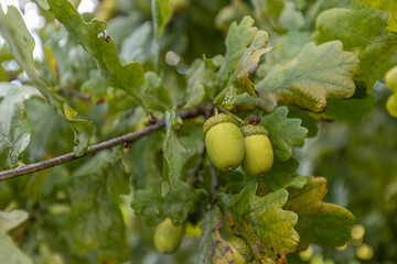 Green acorns hanging from an oak tree branch surrounded by lush green leaves in a natural outdoor setting during the growing season © Emvats