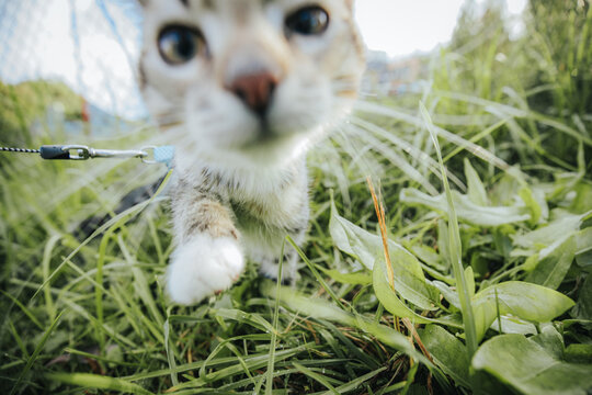 Domestic cat with gray and white fur exploring green grass while on a leash, close-up view highlighting its curious expression and paw reaching forward