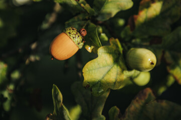 Close-up of acorns hanging from oak tree branches surrounded by green leaves in natural sunlight, showcasing the details of the nuts and foliage © Emvats
