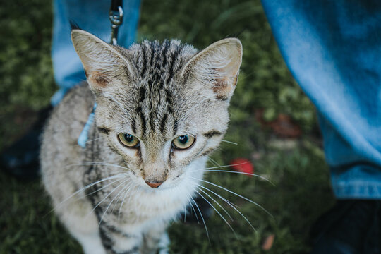 Domestic tabby cat with distinctive stripes and green eyes, standing on grass beside a person wearing blue jeans and black shoes in a natural outdoor setting