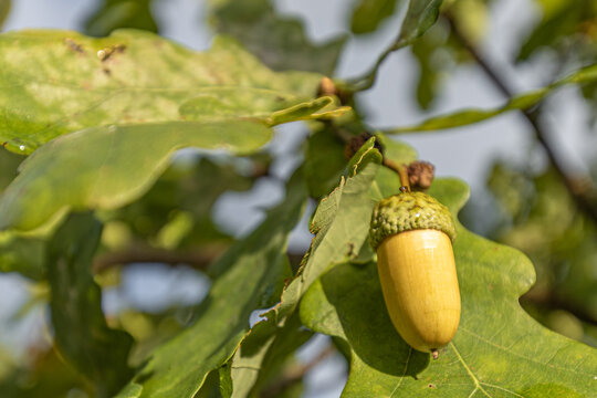 Close-up of a yellow acorn hanging from an oak tree branch surrounded by green leaves under natural sunlight in a forest setting