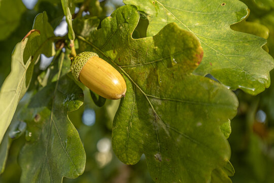 Close-up of a single acorn hanging from an oak tree branch surrounded by vibrant green oak leaves in a natural outdoor setting