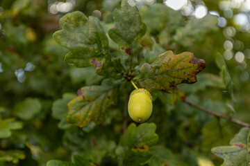Green acorn hanging from an oak tree branch surrounded by vibrant green leaves in a natural outdoor setting during late summer or early autumn © Emvats