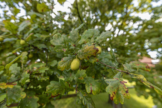 Close-up view of oak tree leaves with acorns, showcasing vibrant green foliage and a blurred background of additional greenery in a natural outdoor setting