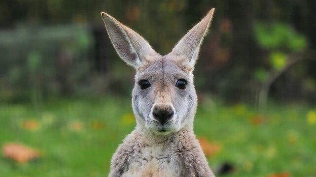 Red kangaroo looking at the camera. slow motion