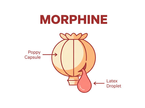 Poppy capsule illustration explaining the extraction of latex droplet for morphine production in a clear scientific diagram vector.