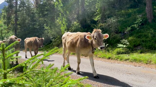 Freilaufende Kuhherde bei Forchach am Lech 