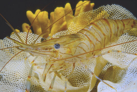  common prawn or shrimp from the genus Palaemon (such as Palaemon elegans or Palaemon serratus), featuring characteristic brownish stripes and long antennae. Alghero, Sardinia, Italy