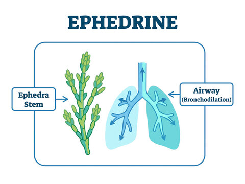 Ephedrine medical diagram depicting an ephedra stem alongside human lungs illustrating airway bronchodilation on a transparent backdrop.