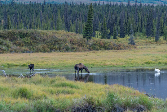 Mama moose, baby moose, and white swan in pond near evergreen forest in remote landscape