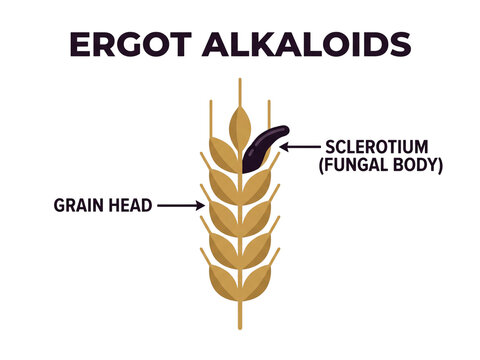 Ergot alkaloids botanical educational poster showing sclerotium fungal body structure attached to a mature golden wheat grain head spike.