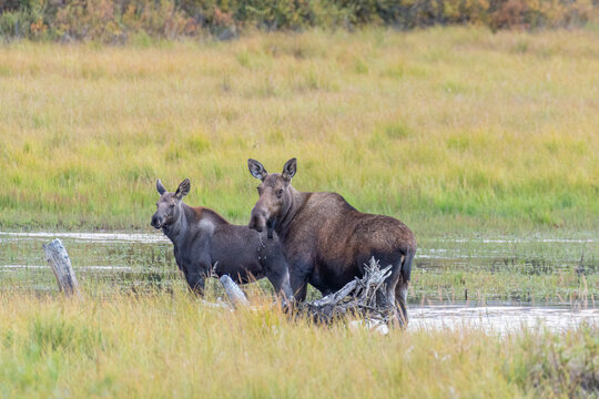 Mother moose with baby in field near forest