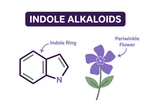 Indole alkaloids visual graphic presents a simplified chemical structure diagram of an indole ring next to a purple periwinkle flower on a transparent background.