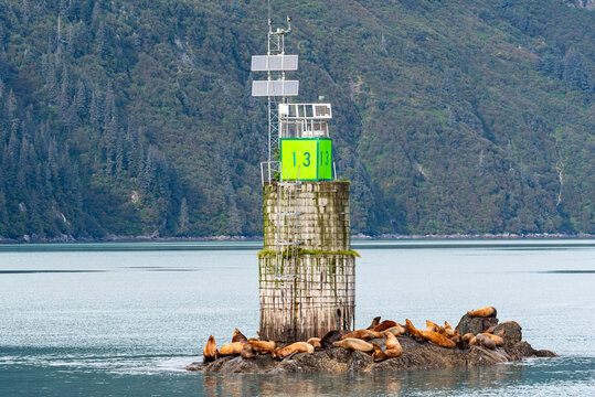 Large seals basking around a beacon buoy in the ocean with forest in the background