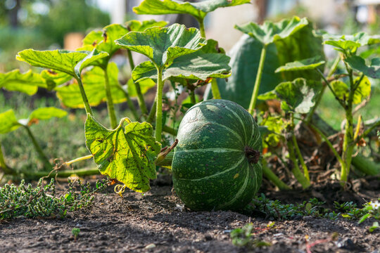Close-up shot of a round green pumpkin developing on a vine with broad green leaves and rich soil in a home backyard garden during summer harvest.