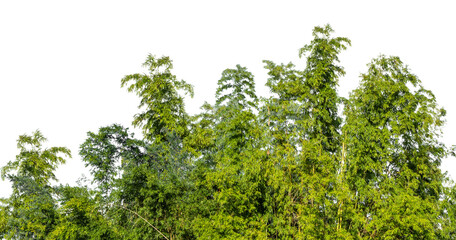 Cutout tree line. Forest and green foliage in summer. Row of trees and shrubs isolated on transparent background. Forest scape. High quality clipping mask png © Design Zone
