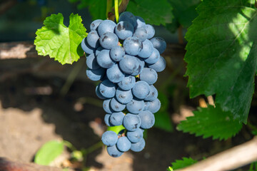 Vertical close-up of a juicy cluster of dark blue grapes hanging on a vine with green leaves in a sunny vineyard during autumn harvest. © ZeDesign