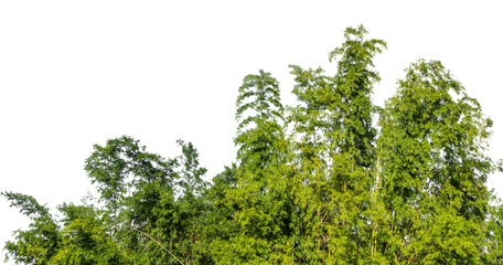 Cutout tree line. Forest and green foliage in summer. Row of trees and shrubs isolated on transparent background. Forest scape. High quality clipping mask png © Design Zone