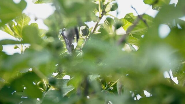 A small bird pecks at a ripe fig among lush green leaves. camera holds a close-up position through dense foliage.