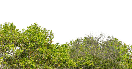 Cutout tree line. Forest and green foliage in summer. Row of trees and shrubs isolated on transparent background. Forest scape. High quality clipping mask png © Design Zone